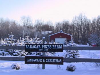 Baragar Pines Farm