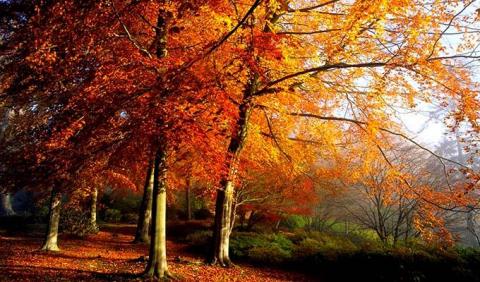 Enjoy Michigan's Best Fall Colors