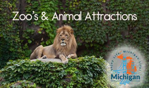 Lions and more at Michigan Zoos and Animal Attractions