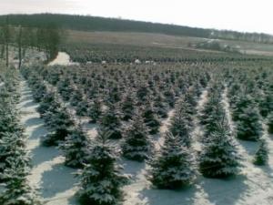 Janke Tree Farm