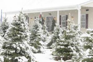 Country Christmas Tree Farm & Gifts